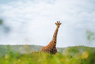 Leinen los für die siebte AIDA Weltreise 