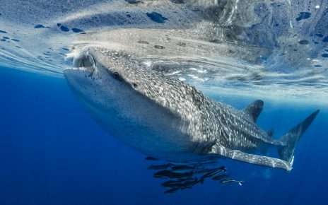 Atlantis Dubai stärkt führende Rolle im Bereich Nachhaltigkeit mit drei renommierten Branchenauszeichnungen
