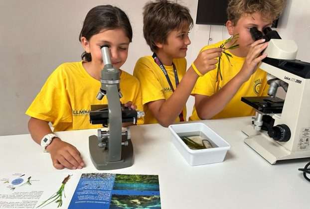 Die MSC Foundation und die Asociación Vellmarí starten „Shallow Bays of the Mediterranean“, ein neues Programm zur Wiederherstellung von Posidonia-Seegraswiesen im Mittelmeer